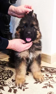 Additional photos: purebred puppy of a German shepherd