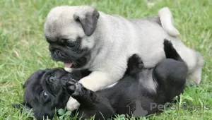 Photo №1. pug - for sale in the city of Фридрихсхафен | 423$ | Announcement № 106095