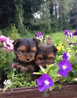 Photo №1. yorkshire terrier - for sale in the city of Napa | 300$ | Announcement № 51122