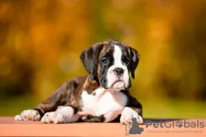 Photo №1. boxer - for sale in the city of Jūrmala | Is free | Announcement № 126641