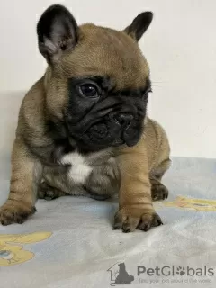 Additional photos: French bulldog from Don