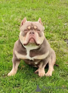 Photo №2 to announcement № 77210 for the sale of american bully - buy in Russian Federation private announcement