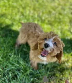 Photo №3. Cavapoo Poodle & Cavalier Beautiful female Welcome!!. Poland