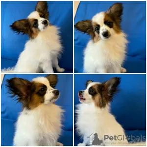 Additional photos: papillon puppies