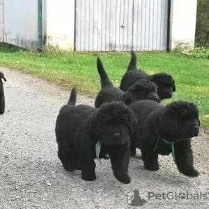 Photo №1. newfoundland dog - for sale in the city of Stockholm | 360$ | Announcement № 13381