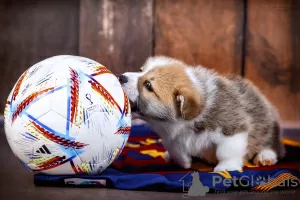 Additional photos: Gorgeous Pembroke Welsh Corgi puppies