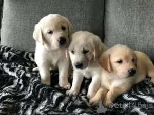 Photo №2 to announcement № 100172 for the sale of golden retriever - buy in Germany private announcement, from nursery, breeder