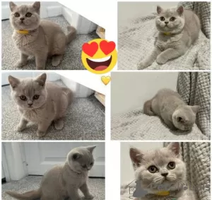 Photo №1. burmilla shorthair - for sale in the city of Vasiliki | Is free | Announcement № 125501