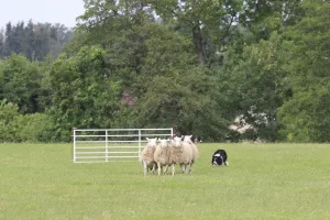 Photo №1. Mating service - breed: border collie. Price - 676$