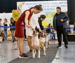 Additional photos: Reserve open for cool puppies of Amstaff