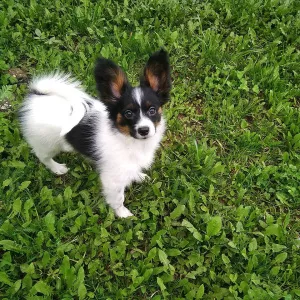 Additional photos: Papillon puppy