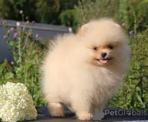 Additional photos: Pomeranian puppies 2.5 months