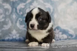 Additional photos: Male welsh corgi cardigan