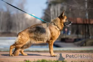 Additional photos: German Shepherd Teens