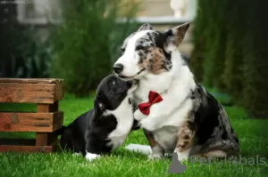 Additional photos: Welsh Corgi Cardigan puppies