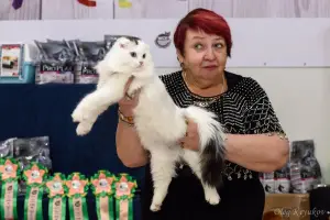 Photo №3. Scottish Fold boy with documents. Russian Federation