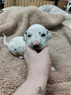 Additional photos: Stunning Dalmatian Puppies black or liver spots