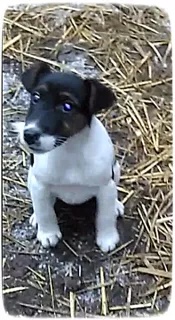 Additional photos: Puppies of a smooth-haired fox-terrier.