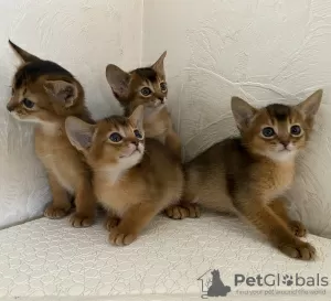 Additional photos: Abyssinian kittens