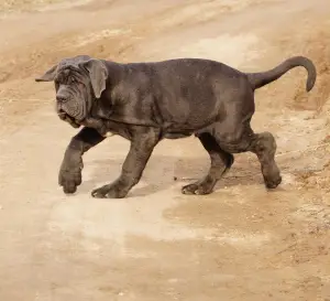 Photo №1. neapolitan mastiff - for sale in the city of Nizhny Novgorod | Negotiated | Announcement № 3041