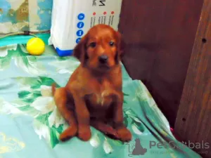 Photo №3. Irish setter puppies. Russian Federation