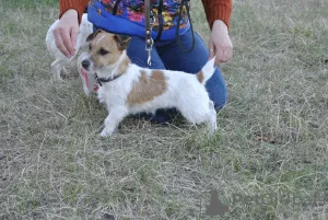 Additional photos: Jack Russell Terrier puppies for sale