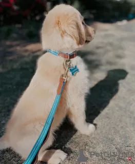 Photo №1. golden retriever - for sale in the city of Zagreb | 423$ | Announcement № 102685