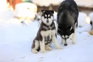 Photo №3. Siberian husky puppies. Russian Federation