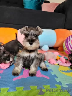 Additional photos: Miniature Schnauzer