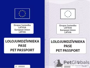 Photo №2. Services for the delivery and transportation of cats and dogs in Ukraine. Price - negotiated. Announcement № 96981