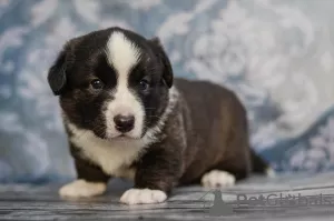 Photo №3. Male welsh corgi cardigan. Ukraine