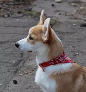 Additional photos: Girl Welsh Corgi Pembroke