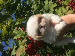 Additional photos: Kids japanese chin