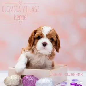 Photo №1. cavalier king charles spaniel - for sale in the city of Moscow | 1370$ | Announcement № 1813