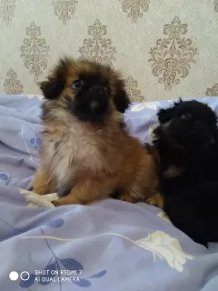 Photo №1. japanese chin - for sale in the city of Лубны | 75$ | Announcement № 6704