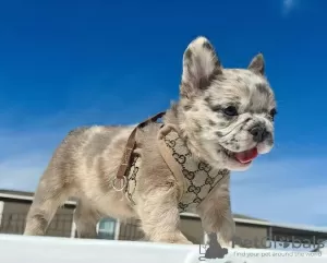 Photo №3. French bulldog puppies. Spain