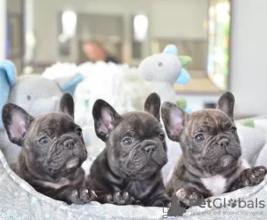 Photo №2 to announcement № 115007 for the sale of french bulldog - buy in United States 