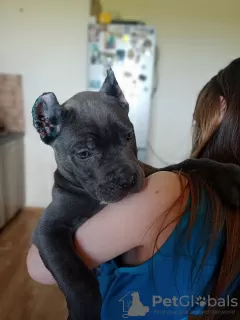 Additional photos: Cane Corso puppies