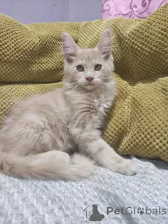 Additional photos: Maine Coon kitten for sale.