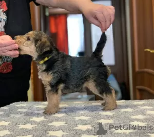 Additional photos: Lakeland terrier puppies