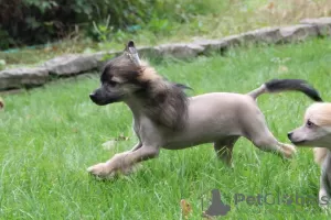 Photo №2 to announcement № 77895 for the sale of chinese crested dog - buy in Poland breeder