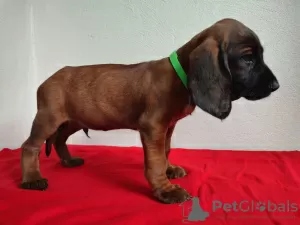 Photo №1. bavarian mountain hound - for sale in the city of Tymbark | 1010$ | Announcement № 104385