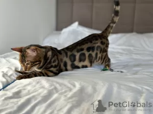 Photo №4. I will sell bengal cat in the city of Florida. private announcement, from nursery, breeder - price - negotiated