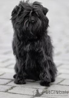 Photo №4. I will sell affenpinscher in the city of Dnipro. from nursery - price - 2113$