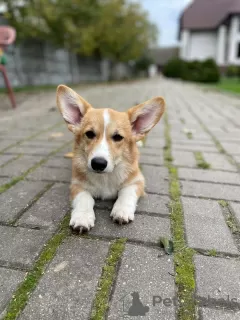 Additional photos: corgi for sale