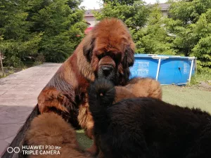 Additional photos: Tibetan mastiff