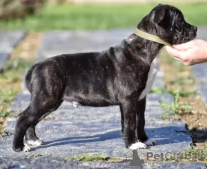 Photo №3. staffordshire bull terrier staffie staffy. France