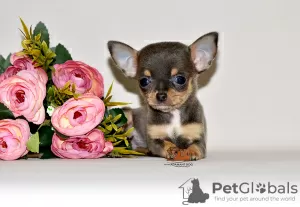 Photo №1. chihuahua - for sale in the city of Москва | 1656$ | Announcement № 32612