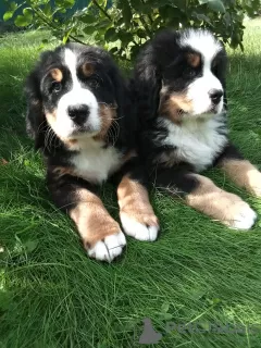 Photo №3. Bernese Mountain Dog puppies. Russian Federation