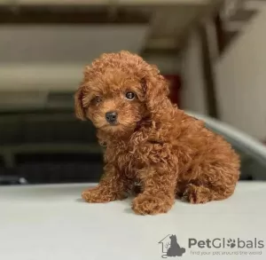 Photo №1. poodle (toy) - for sale in the city of Dammam | 0$ | Announcement № 85452